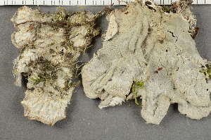  ( - O-L-227792)  @11 [ ] by-nc (2020) Ann Evankow University of Oslo, Natural History Museum