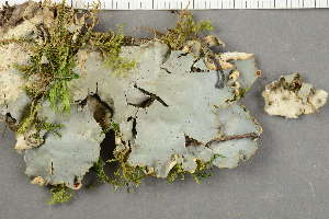  ( - O-L-227793)  @11 [ ] by-nc (2020) Ann Evankow University of Oslo, Natural History Museum