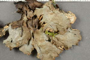  ( - O-L-227794)  @11 [ ] by-nc (2020) Ann Evankow University of Oslo, Natural History Museum