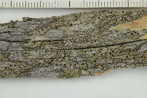  ( - O-L-227802)  @11 [ ] by-nc (2020) Ann Evankow University of Oslo, Natural History Museum