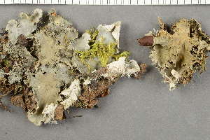  ( - O-L-227806)  @11 [ ] by-nc (2020) Ann Evankow University of Oslo, Natural History Museum