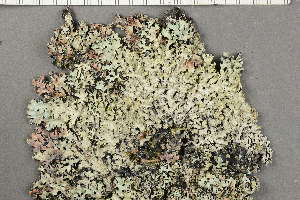  ( - O-L-227819)  @11 [ ] by-nc (2020) Ann Evankow University of Oslo, Natural History Museum