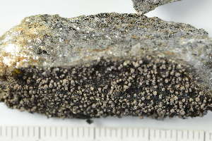  ( - O-L-227840)  @11 [ ] by-nc (2020) Ann Evankow University of Oslo, Natural History Museum