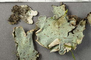  ( - O-L-227854)  @11 [ ] by-nc (2020) Ann Evankow University of Oslo, Natural History Museum