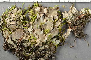  ( - O-L-227856)  @11 [ ] by-nc (2020) Ann Evankow University of Oslo, Natural History Museum