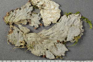  ( - O-L-227860)  @11 [ ] by-nc (2020) Ann Evankow University of Oslo, Natural History Museum