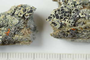  ( - O-L-227876)  @11 [ ] by-nc (2020) Ann Evankow University of Oslo, Natural History Museum