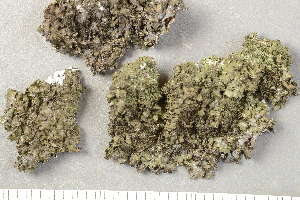  ( - O-L-227885)  @11 [ ] by-nc (2020) Ann Evankow University of Oslo, Natural History Museum