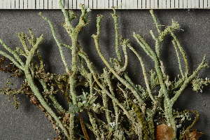  (Cladonia sp - O-L-228230)  @11 [ ] by-nc (2022) Einar Timdal University of Oslo, Natural History Museum
