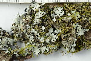  (Parmelia serrana - O-L-228395)  @11 [ ] by-nc (2021) Einar Timdal University of Oslo, Natural History Museum