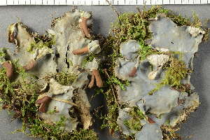  (Peltigera membranacea - O-L-228398)  @11 [ ] by-nc (2021) Einar Timdal University of Oslo, Natural History Museum