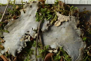  ( - O-L-228398b)  @11 [ ] by-nc (2022) Einar Timdal University of Oslo, Natural History Museum