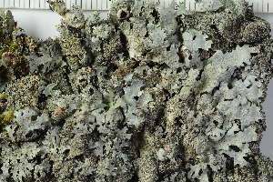  ( - O-L-228412)  @11 [ ] by-nc (2021) Einar Timdal University of Oslo, Natural History Museum