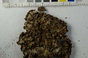  ( - O-L-228522)  @11 [ ] by-nc (2023) Raffaele Zane Natural History Museum, University of Oslo, Norway