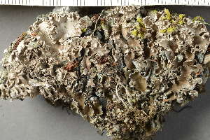  ( - O-L-228533)  @11 [ ] by-nc (2021) Einar Timdal University of Oslo, Natural History Museum