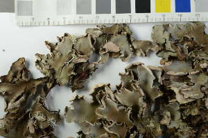 ( - O-L-228534)  @11 [ ] by-nc (2023) Raffaele Zane Natural History Museum, University of Oslo, Norway