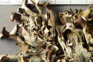  ( - O-L-228536)  @11 [ ] by-nc (2021) Einar Timdal University of Oslo, Natural History Museum