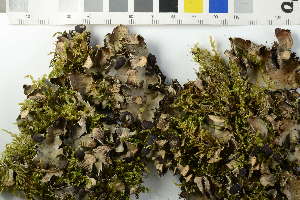  ( - O-L-228540)  @11 [ ] by-nc (2023) Raffaele Zane Natural History Museum, University of Oslo, Norway