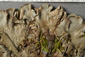  ( - O-L-228542)  @11 [ ] by-nc (2021) Einar Timdal University of Oslo, Natural History Museum