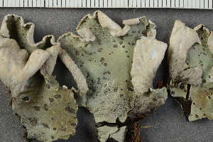  ( - O-L-228544)  @11 [ ] by-nc (2021) Einar Timdal University of Oslo, Natural History Museum