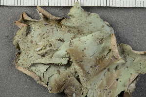  ( - O-L-228545)  @11 [ ] by-nc (2021) Einar Timdal University of Oslo, Natural History Museum
