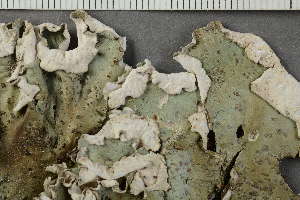  ( - O-L-228549)  @11 [ ] by-nc (2021) Einar Timdal University of Oslo, Natural History Museum