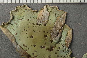  ( - O-L-228558)  @11 [ ] by-nc (2021) Einar Timdal University of Oslo, Natural History Museum