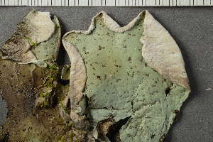  ( - O-L-228560)  @11 [ ] by-nc (2021) Einar Timdal University of Oslo, Natural History Museum