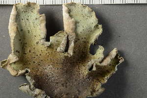  ( - O-L-228562)  @11 [ ] by-nc (2021) Einar Timdal University of Oslo, Natural History Museum