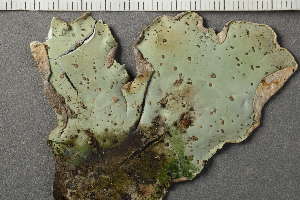  ( - O-L-228568)  @11 [ ] by-nc (2021) Einar Timdal University of Oslo, Natural History Museum