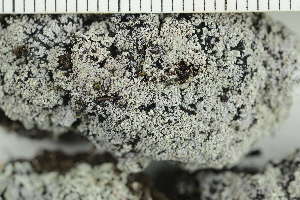  ( - O-L-228861)  @11 [ ] by-nc (2021) Einar Timdal University of Oslo, Natural History Museum