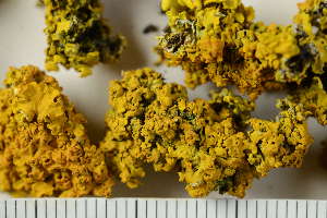  ( - O-L-228865)  @11 [ ] by-nc (2021) Einar Timdal University of Oslo, Natural History Museum