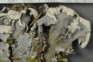  ( - O-L-229256b)  @11 [ ] by-nc (2022) Einar Timdal University of Oslo, Natural History Museum