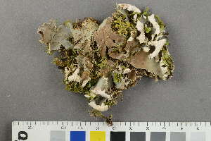  ( - O-L-229261)  @11 [ ] by-nc (2022) Siri Rui University of Oslo, Natural History Museum