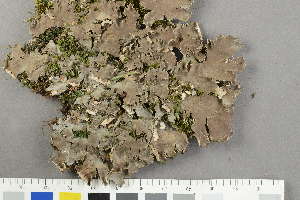  ( - O-L-229263)  @11 [ ] by-nc (2022) Siri Rui University of Oslo, Natural History Museum