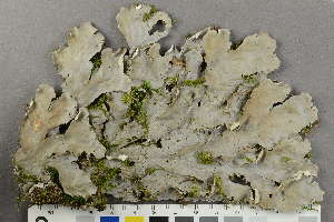  ( - O-L-229268)  @11 [ ] by-nc (2022) Siri Rui University of Oslo, Natural History Museum