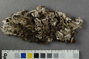  ( - O-L-229272)  @11 [ ] by-nc (2022) Siri Rui University of Oslo, Natural History Museum
