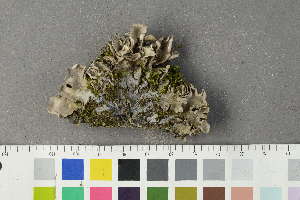  (Peltigera neorufescens - O-L-229274)  @11 [ ] by-nc (2022) Siri Rui University of Oslo, Natural History Museum