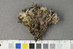  ( - O-L-229275)  @11 [ ] by-nc (2022) Siri Rui University of Oslo, Natural History Museum