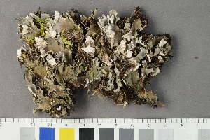  (Peltigera jonii - O-L-229277)  @11 [ ] by-nc (2022) Siri Rui University of Oslo, Natural History Museum