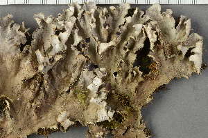  ( - O-L-229278)  @11 [ ] by-nc (2022) Einar Timdal University of Oslo, Natural History Museum