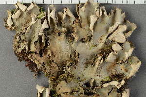  ( - O-L-229280)  @11 [ ] by-nc (2022) Einar Timdal University of Oslo, Natural History Museum