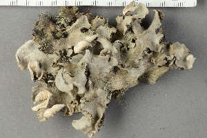 (Peltigera canina - O-L-229282)  @11 [ ] by-nc (2022) Einar Timdal University of Oslo, Natural History Museum