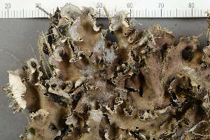  ( - O-L-229285)  @11 [ ] by-nc (2022) Einar Timdal University of Oslo, Natural History Museum