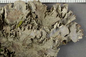  ( - O-L-229286)  @11 [ ] by-nc (2022) Einar Timdal University of Oslo, Natural History Museum