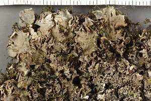  ( - O-L-229287)  @11 [ ] by-nc (2022) Einar Timdal University of Oslo, Natural History Museum