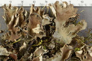  ( - O-L-229290)  @11 [ ] by-nc (2022) Einar Timdal University of Oslo, Natural History Museum