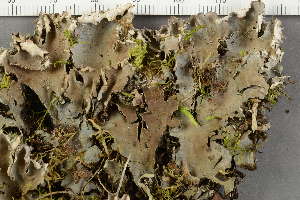  (Peltigera - O-L-229291)  @11 [ ] by-nc (2022) Einar Timdal University of Oslo, Natural History Museum