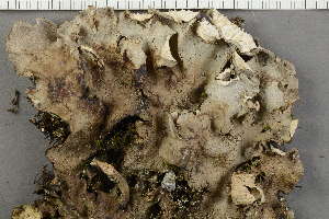  ( - O-L-229296)  @11 [ ] by-nc (2022) Einar Timdal University of Oslo, Natural History Museum