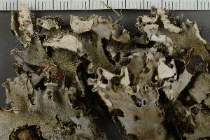  ( - O-L-229300)  @11 [ ] by-nc (2022) Einar Timdal University of Oslo, Natural History Museum